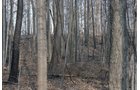 Tract 4 Swing Tract - REAL ESTATE AUCTION - 84.5+/- ACRES IN 4 TRACTS IN WHITLEY COUNTY, INDIANA